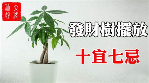 芙蓉樹風水|芙蓉種植風水：何處擺放最旺宅？